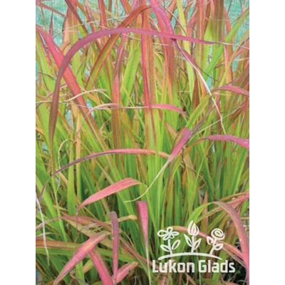Miscanthus sinensis ROTSILBER - ozdobnice čínská
