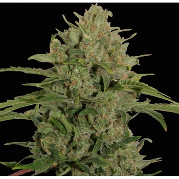 Barney's Farm Triple Cheese semena neobsahují THC 10 ks