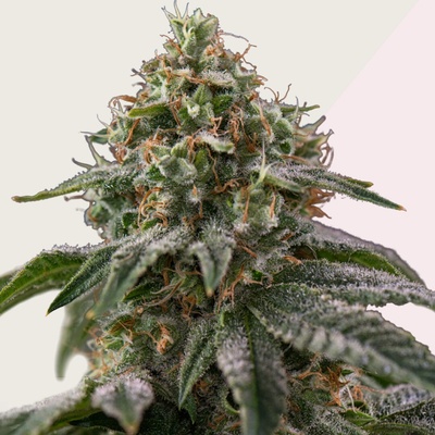 Kera Seeds Royal Amnesia Gold semienka neobsahujú THC 10 ks