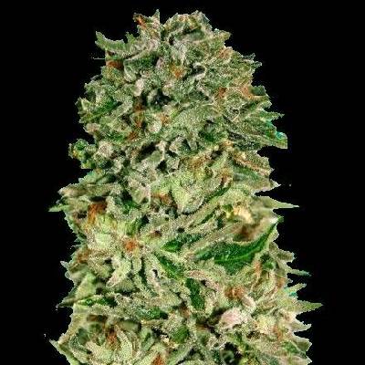 Advanced Seeds Shark Widow CBD semena neobsahují THC 10 ks