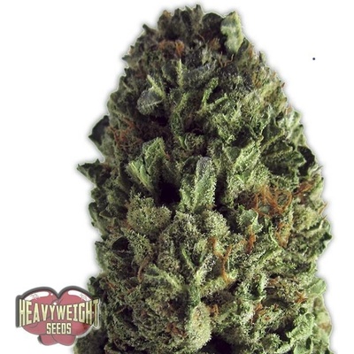 Heavyweight Seeds Budzilla semena neobsahují THC 5 ks