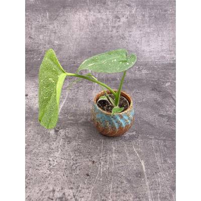 Monstera Thai Constellation mini (Raritní monstera se stabilním panašováním)
