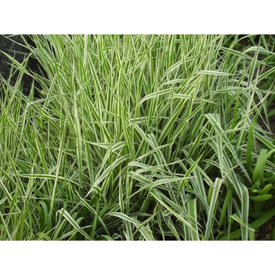 Phalaris arundinacea