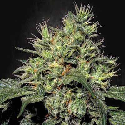 Paradise Seeds Dutch Dragon semena neobsahují THC 10 ks