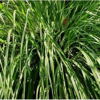 Лимонова трева (Cymbopogon flexuosus) ± 1350 семена (0, 5 g) (339000)