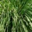 Лимонова трева (Cymbopogon flexuosus) ± 1350 семена (0, 5 g) (339000)