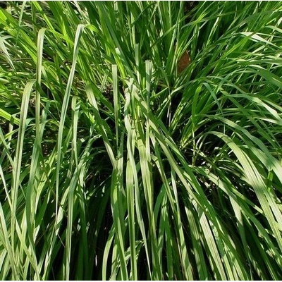 Лимонова трева (Cymbopogon flexuosus) ± 1350 семена (0, 5 g) (339000)