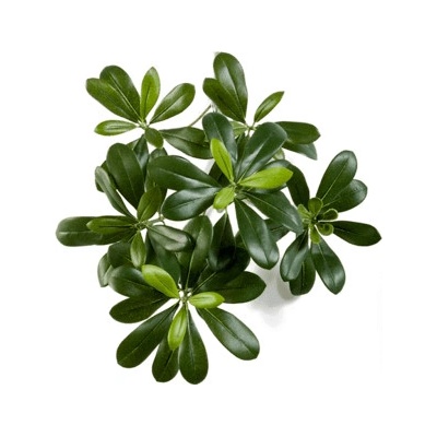 Umelá rastlina Pittisporum mountain spray 40 cm