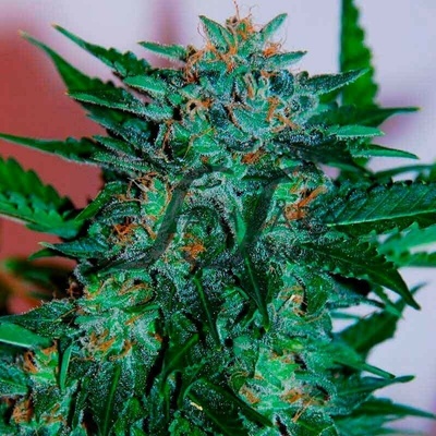 Samsara Flash Babylon Auto semienka neobsahujú THC 10 ks