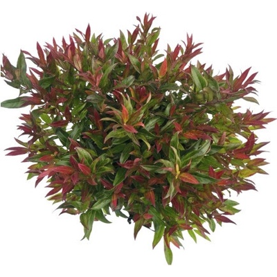 Leukothoe FloraSelf Leucothoe 'Simsalabim' kvetináč 2 l