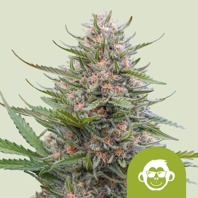 Royal Queen Seeds Grape Ape AUTO semena neobsahují THC 5 ks