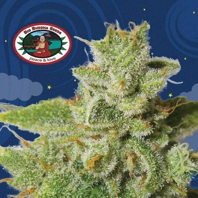 Big Buddha Seeds Cherry Moon Pie semena neobsahují THC 5 ks