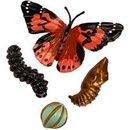 Insect Lore Životní cyklus Motýl