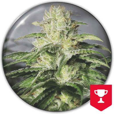 Medical Seeds Co. OG Kush CBD semienka neobsahujú THC 10 ks