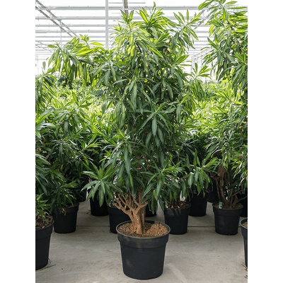 Pleomele (Dracaena) Reflexa 'Song of Jamaica' 38x170 cm