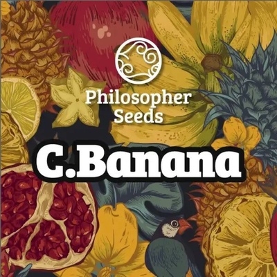 Philosopher Seeds C Banana semienka neobsahujú THC 5 ks