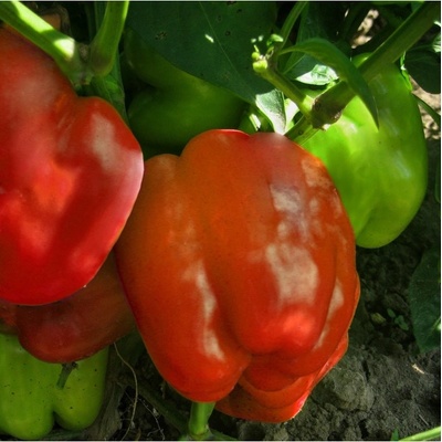 Paprika Granova - Capsicum annuum - semena - 50 ks