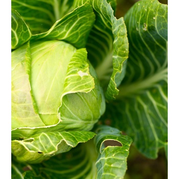 BIO kapusta biela Filderkraut - Brassica oleracea - bio semená kapusty - 50 ks