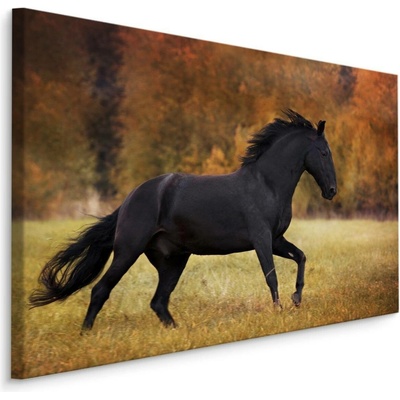 MyBestHome BOX Plátno Černý Kůň II. Varianta: 70x50