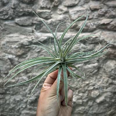 Tillandsia pohliana