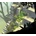 Lara Croft GO