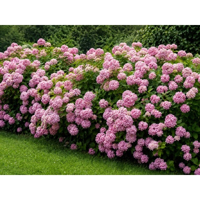 Hortenzia stromčekovitá Candybelle Bubllegum, výška 20-40 cm, kvetináč 2 l