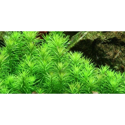 Pogostemon erectus Pačule vzpřímená 5,5 cm – Hledejceny.cz