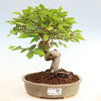 e-bonsai Venkovní bonsai -Carpinus coreana - Habr korejský