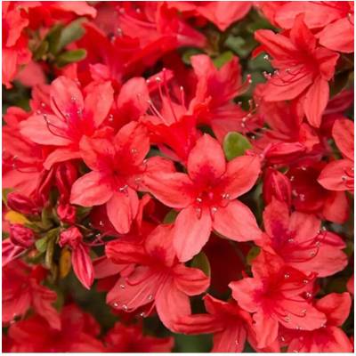 Azalea (J) 'Addy Wery' 20-25 C2L