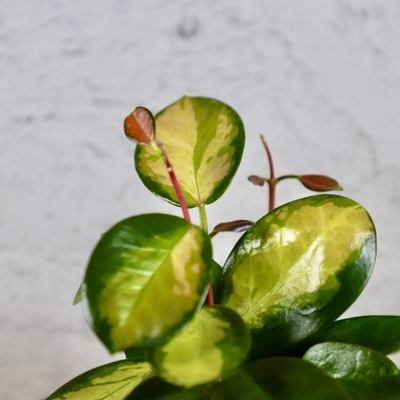 Hoya Australis Lisa