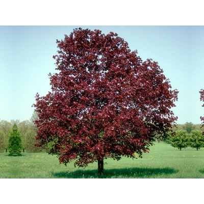 Javor mliečny Royal Red na kmienku, výška 250-300 cm, kvetináč 25 l