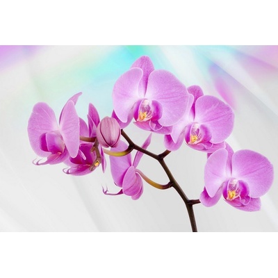 Postershop Fototapeta vliesováFialová Orchidea, rozměry 184x254 cm