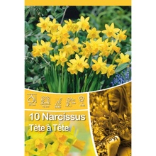 Narcis botanický Tete a Tete