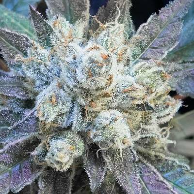High Speed Buds - #9 Pound Hammer Fast semena neobsahují THC 3 ks
