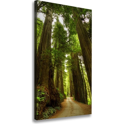 Vertikálny foto obraz na plátne Chodník v lese 50x100 cm