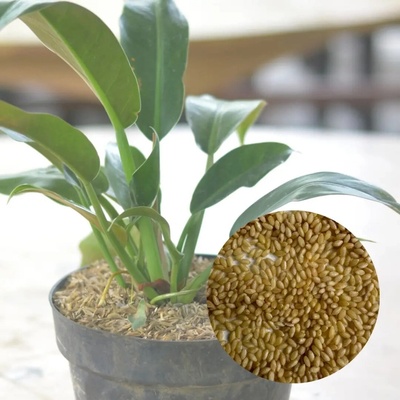 Semená Philodendron martianum 5 ks