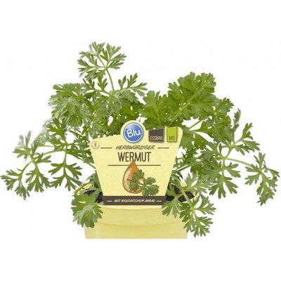 Bio Pelyněk pravý Artemisia absinthium wermut v květináči