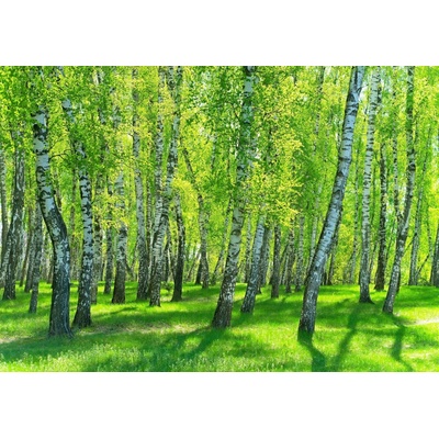 Postershop Fototapeta vliesováBřezový les rozměry 152,5x104 cm