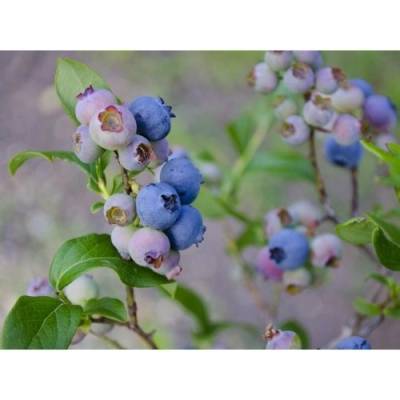 Čučoriedka kanadská (Vaccinium corymbosum) ´BONUS´- stredne neskorá, výška 40-70 cm, kont. C2L