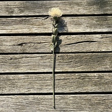 DRY SMALL PROTEA BIELA 61 cm