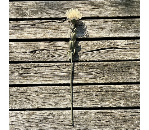 DRY SMALL PROTEA BIELA 61 cm