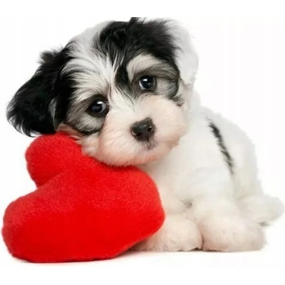 TaylorHe 15,6" Ochranná fólie / Skin na Notebook