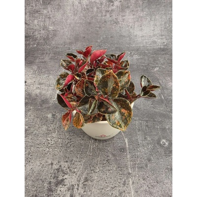Peperomia Creme Brulee