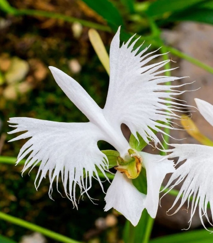 Habenaria Radiata () Habenaria Radiata