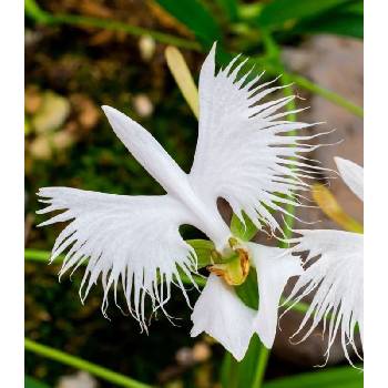 Ptačí orchidej - Habenaria radiata - cibulky ptačí orchideje - 1 ks