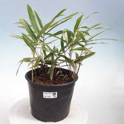 e-bonsai Venkovní bonsai - Sasaella masamuneana Albostriata - Bambus panašovaný