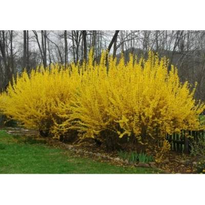 Zlatý dážď (Forsythia intermedia) ´LYNWOOD´ - výška 20-30 cm, kont. C2L