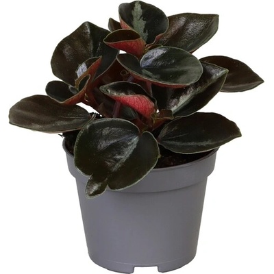 Gardners Peperomia columbiana, průměr 6 cm Peperomie, pepřinec