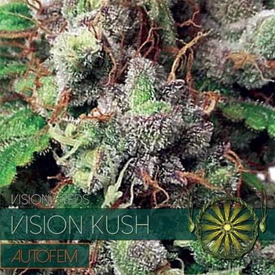 Vision Seeds Vision Kush AutoFem semienka neobsahujú THC 3 ks
