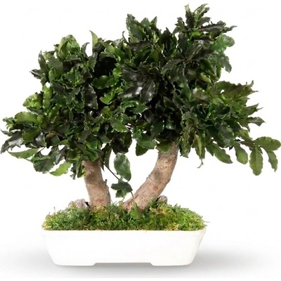 Verdissimo Pittosporum bonsai